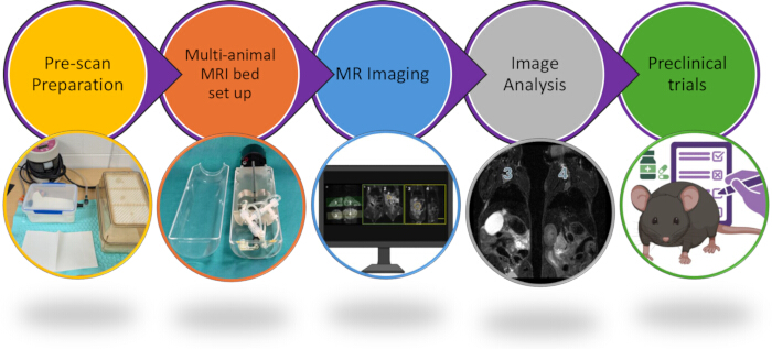 Preclinical MRI workflow diagram: preparation, multi-animal bed setup, MR imaging, image analysis.