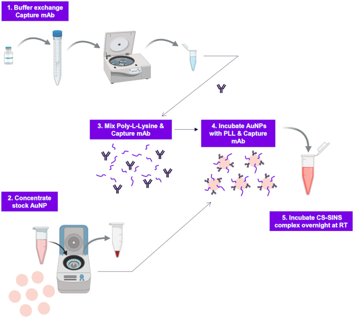 figure-results-2 Gold nanoparticle conjugation process diagram with mAb mixing, AuNP incubation, and CS-SINS complex.