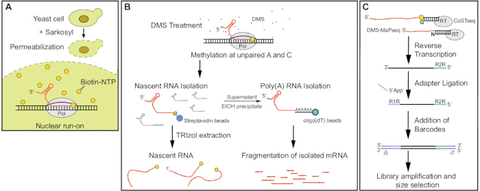 Yeast RNA analysis diagram; permeabilization, DMS treatment, RNA isolation, library preparation.