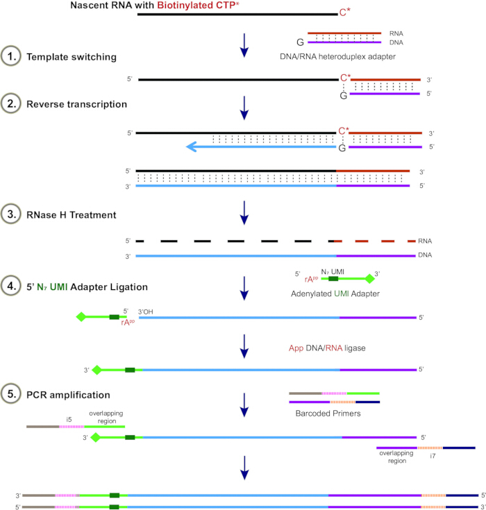figure-protocol-1 RNA sequencing workflow diagram; template switching, reverse transcription, RNase H, adapter ligation.