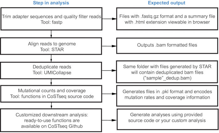 figure-protocol-2 RNA sequencing diagram; analysis steps using fastp, STAR, UMIcollapse; output file formats.