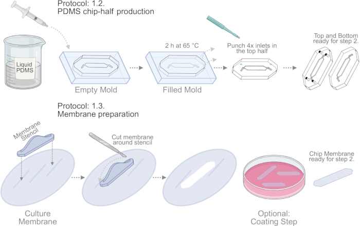 figure-results-1 PDMS chip production and membrane preparation diagram; mold filling, cutting, and coating process.