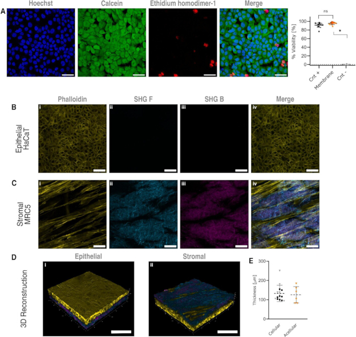 figure-results-10 Fluorescence microscopy, cells viability assay, phalloidin staining, SHG imaging, 3D reconstruction.