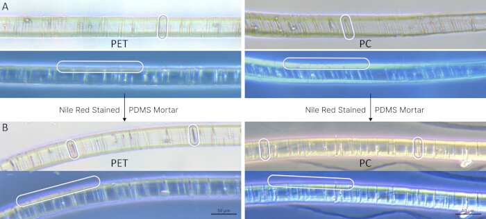 figure-results-4 Microscope images comparing PET and PC fibers in PDMS mortar stained with Nile Red.