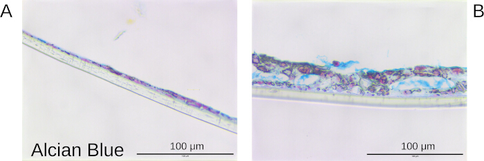 figure-results-8 Histology; Alcian Blue stain on tissue sections, microscopy; visualizing glycosaminoglycans.