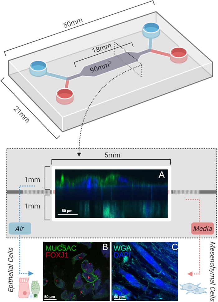 figure-results-9 Organ-on-chip diagram with epithelial-mesenchymal cells, fluorescent markers MUC5AC, FOXJ1, WGA, DAPI.