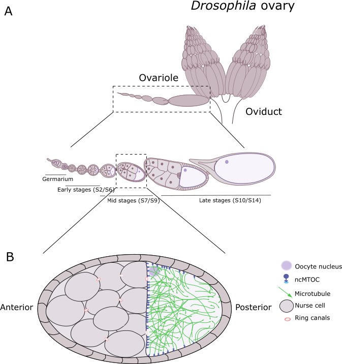 Drosophila ovary diagram showing oogenesis stages and cell structures with microtubule layout.