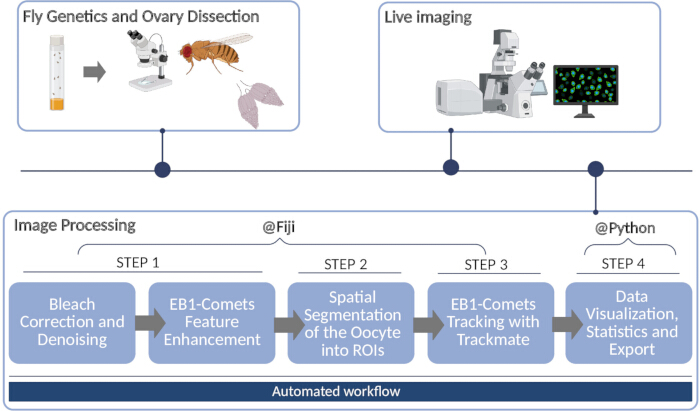 Fly genetics workflow diagram with microscopy, image processing, and data analysis in Python.