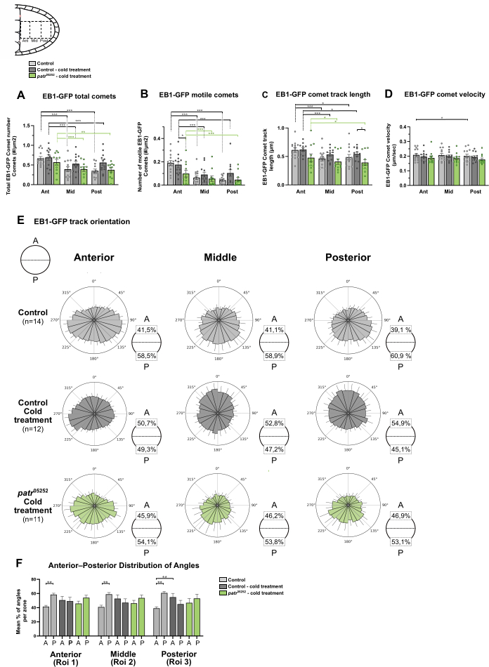 EB1-GFP comet analysis in anterior, middle, posterior regions; bar graphs and track orientation diagrams.