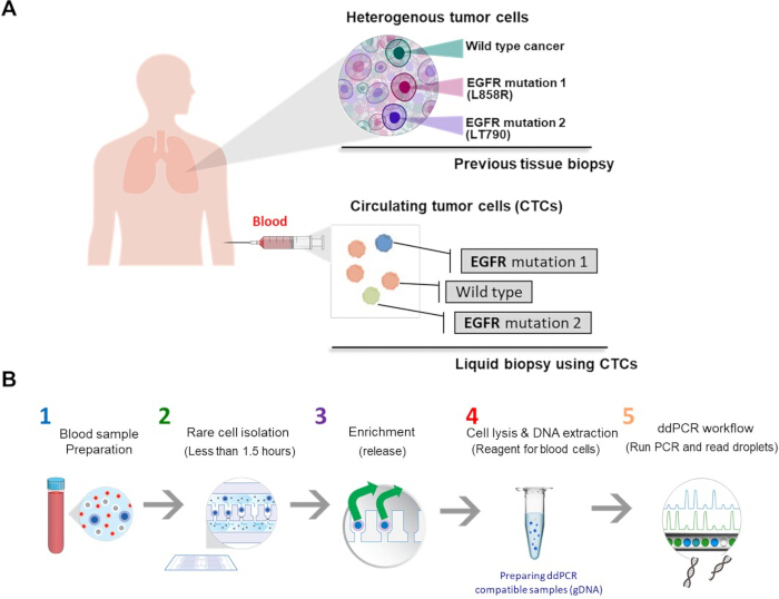 Liquid biopsy process diagram with CTCs for EGFR mutation detection, using ddPCR workflow.