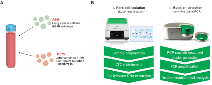 Rare cell isolation and mutation detection; process diagram with PCR equipment and workflow.