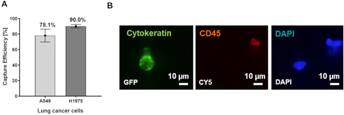 Capture efficiency bar chart and fluorescence microscopy of lung cancer cells, cytokeratin, CD45, DAPI.