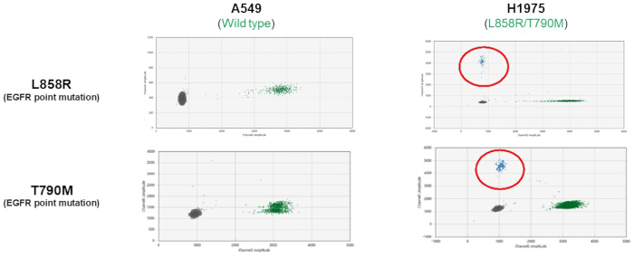 EGFR mutation scatter plot analysis; diagrams show L858R, T790M mutations in A549, H1975 cell lines.