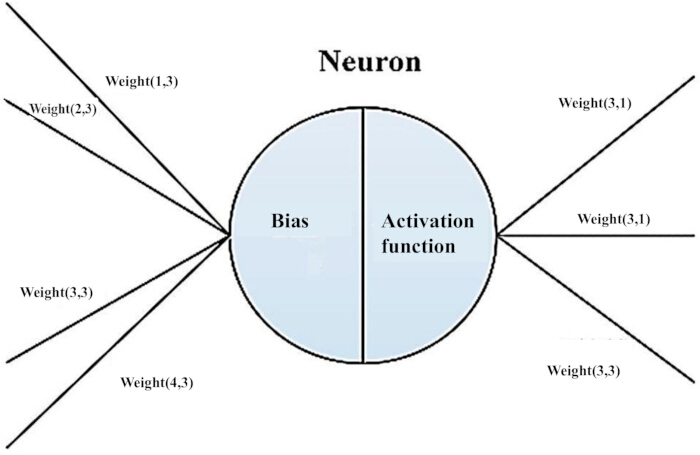 figure-protocol-8 Neuron diagram, bias and activation function, weights labeled for deep learning model architecture.
