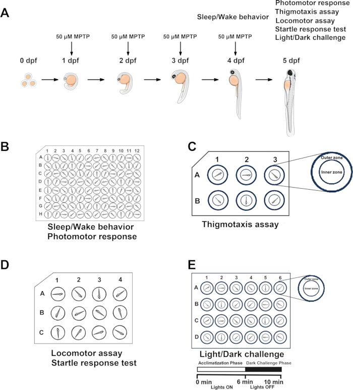Zebrafish development stages, behavior assays, photomotor response, light/dark challenge diagrams.