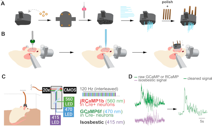 Microscopy setup diagram; neuronal activity measurement with LED excitation and signal analysis.