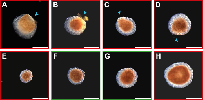Cell growth stages, microscope image; cellular development analysis, experimental observation.