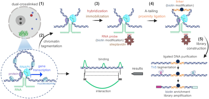 figure-results-1 Chromatin tagmentation process diagram showing RNA hybridization, proximity ligation, DNA library construction.
