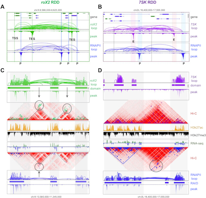 figure-results-4 Chromatin interaction and RNA analysis chart; Hi-C, RNA-seq data, loop domains in genomic regions.