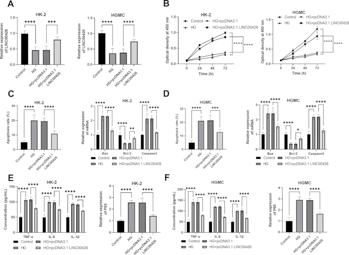 figure-results-4 Protein expression and apoptosis analysis; bar and line charts; HG-HGpcDNA3.1-LINC00426 study.