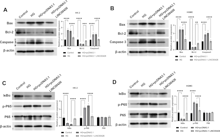 figure-results-5 Western blot and bar graph analysis of protein expression in HK-2 and HGMC cells; Bax, Bcl-2, Caspase 3, IκBα, P65.