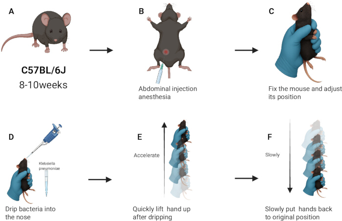 figure-results-1 Mouse injection method diagram: anesthesia, bacteria nasal drip, handling steps, Klebsiella pneumoniae.