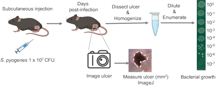 figure-results-1 Mouse infection model; subcutaneous S. pyogenes injection; ulcer imaging, homogenization, bacterial growth.