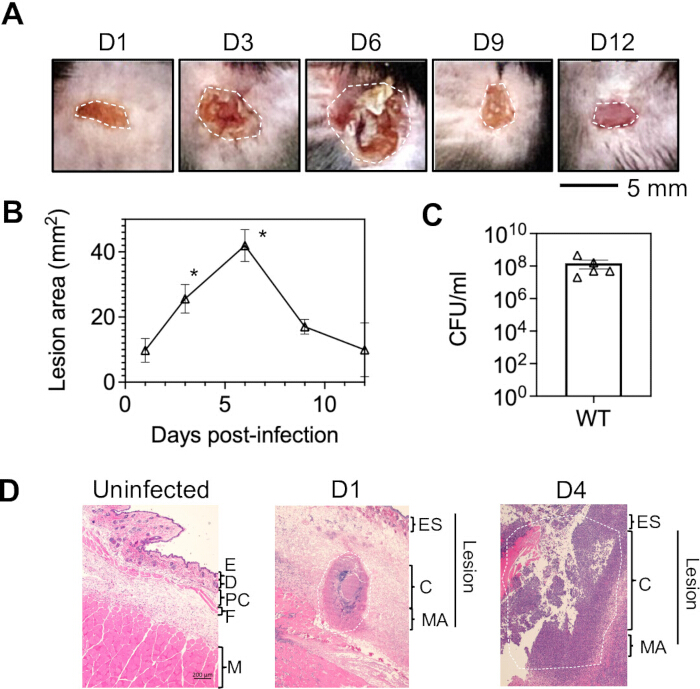 figure-results-2 Lesion progression analysis; lesion images, growth chart, CFU/ml graph, histopathology sections.