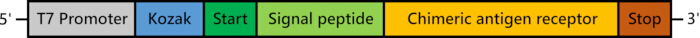 Genetic sequence diagram with T7 promoter, Kozak, start codon, chimeric antigen receptor.