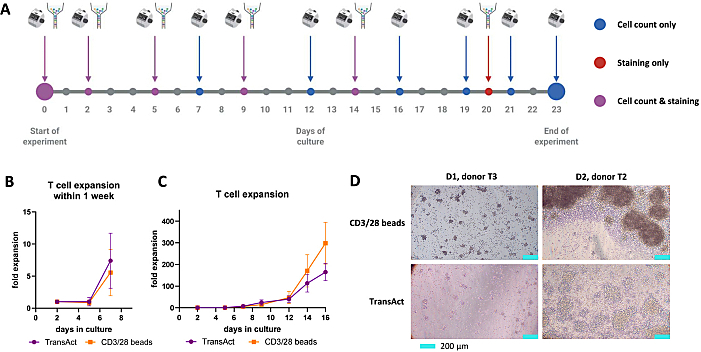 T cell expansion timeline, experiment charts, microscopy images; CD3/28 beads vs. TransAct method.