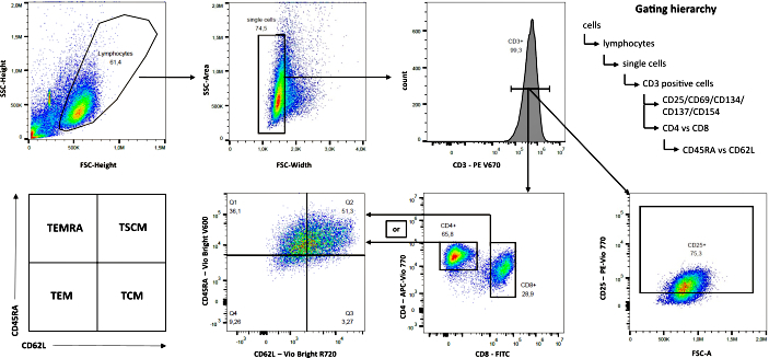 Flow cytometry gating diagram with scatter plots; CD3+ lymphocyte analysis, CD4/CD8 ratio evaluation.
