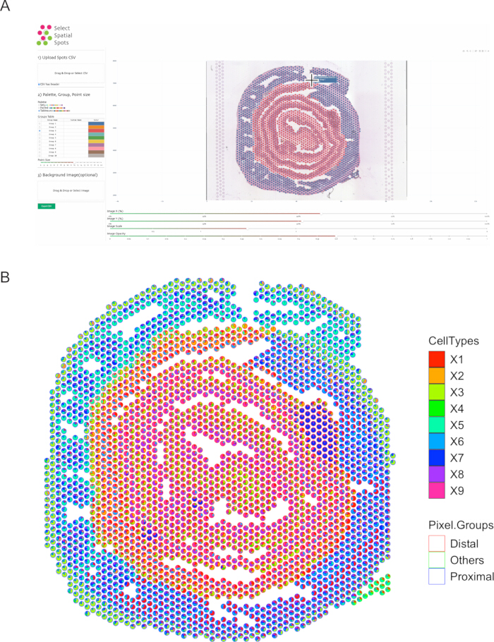 figure-results-5 Spatial gene expression analysis, diagram showing cell types and pixel groups in tissue section.