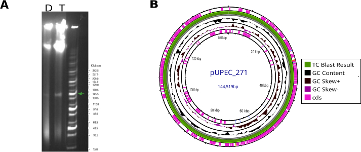 figure-results-1 用于细菌质粒分析的凝胶电泳DNA分离和环状基因组图谱。