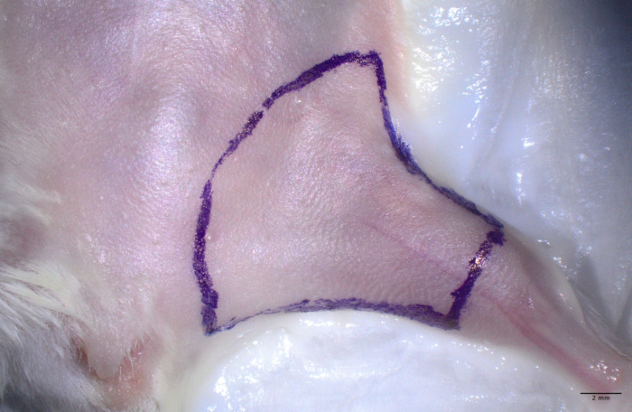 figure-protocol-1 Bone tissue section, histological stain, microscopy; examining cell structure and tissue morphology.