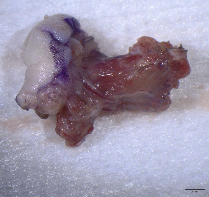 figure-protocol-3 Tissue sample under microscope, stained for cellular structure analysis.