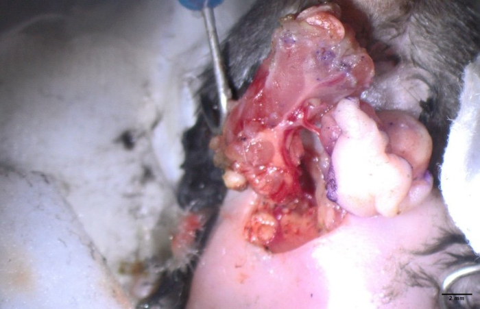 figure-protocol-5 Surgical dissection image in animal model showing tissue exposure for anatomical study.