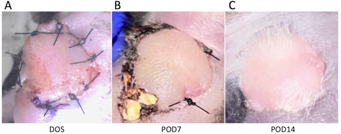 figure-protocol-7 Wound healing process, time-lapse images; Day 0 surgery (DOS), POD7, POD14 observation.