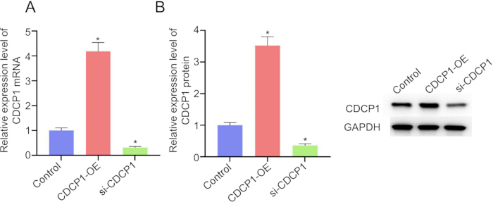 Expression levels of CDCP1 RNA and protein; bar chart and Western blot; mRNA comparison; experiment.