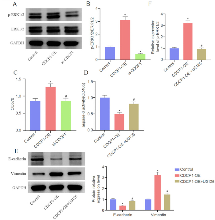 Western blot and bar graphs; examine CDCP1 effect on ERK1/2, apoptosis, protein expression levels.