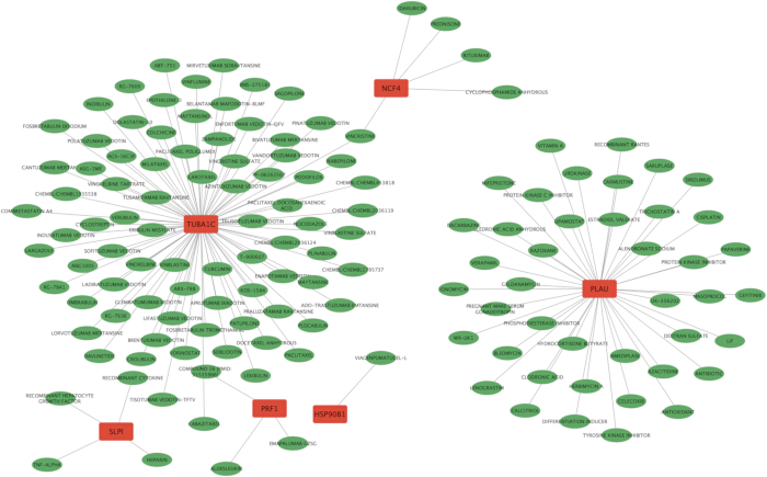 figure-results-6 Gene interaction network diagram; nodes represent proteins (e.g., TUBA1C, PLAU) and connections.