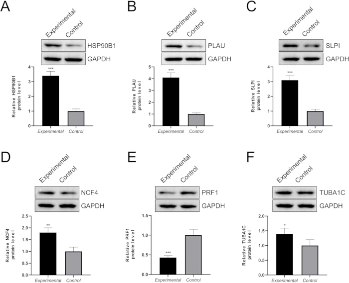 figure-results-8 Western blot protein analysis of HSP90B1, PLAU, SLPI, NCF4, PRF1, TUBA1C; experimental vs control.