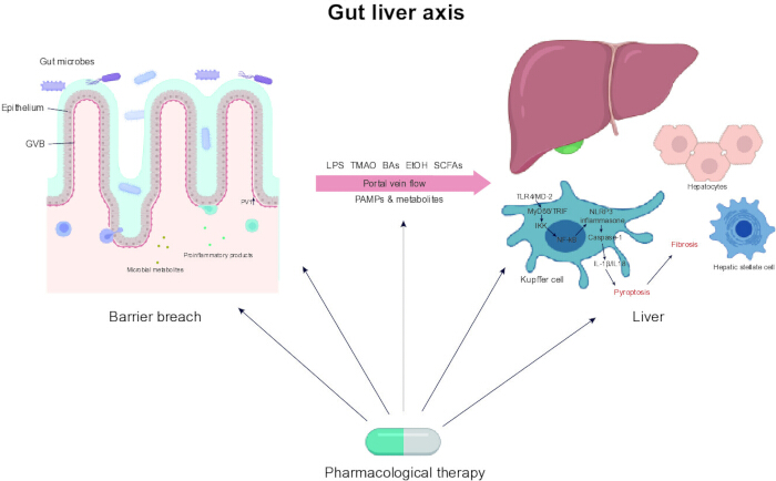 Gut liver axis diagram; microbial metabolites, portal vein flow, pharmacological therapy impact.