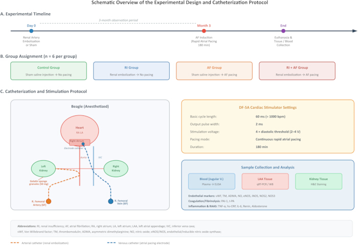 figure-results-1 Schematic of catheterization protocol: renal artery embolization, cardiac stimulation, sample analysis.