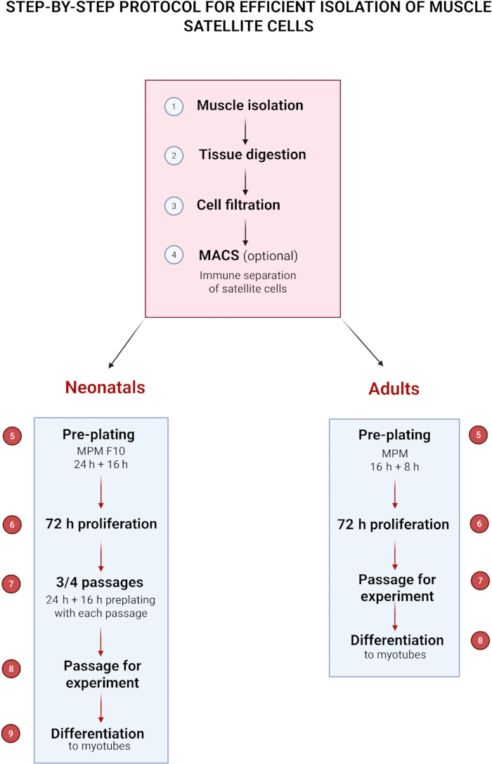 Muscle satellite cell isolation process diagram; stages: tissue digestion, cell filtration, MACS.