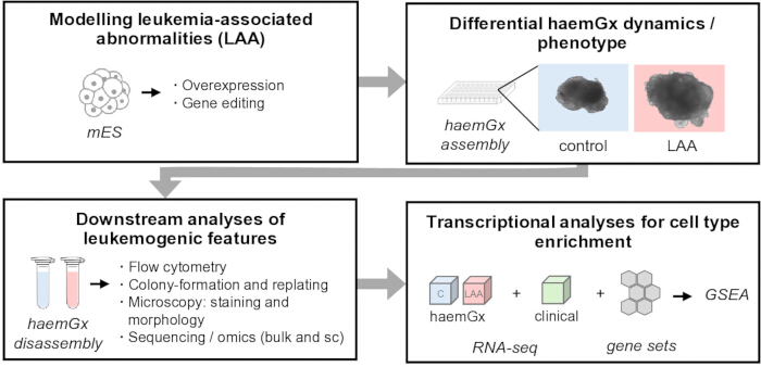 figure-introduction-1 Leukemia model diagram; gene editing, expression; flow cytometry; RNA-seq; GSEA analysis.