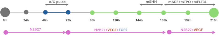 figure-protocol-1 Cell differentiation timeline; experimental diagram; A/C pulse to mSHH, VEGF, FGF2 treatments.