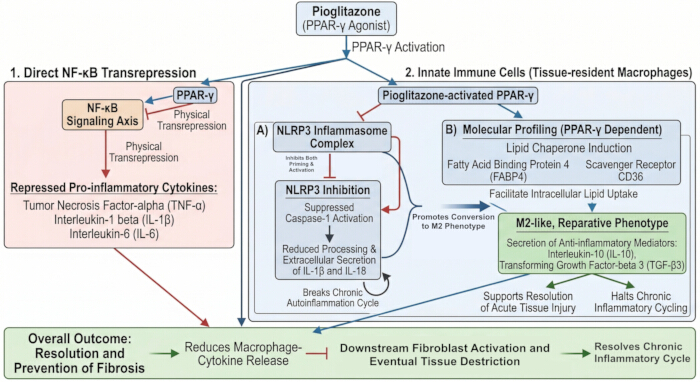 figure-protocol-1 Pioglitazone action diagram; NF-κB transrepression, PPAR-γ activation, macrophage fibrosis prevention.