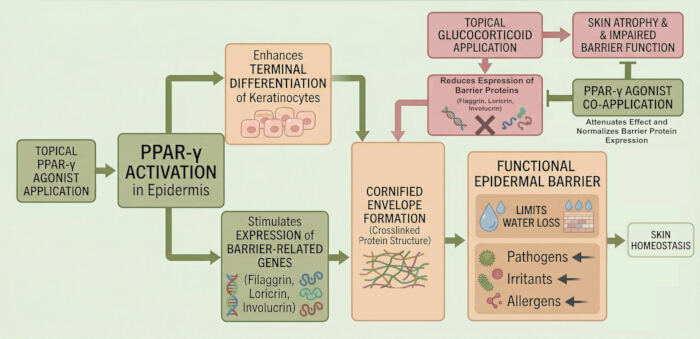 figure-protocol-3 PPAR-γ activation diagram showing epidermal barrier function with topical agonist and glucocorticoid effects.