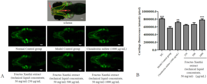figure-results-3 Fluorescence imaging and bar graph of cartilage intensity with Fructus Xanthii extract treatment.