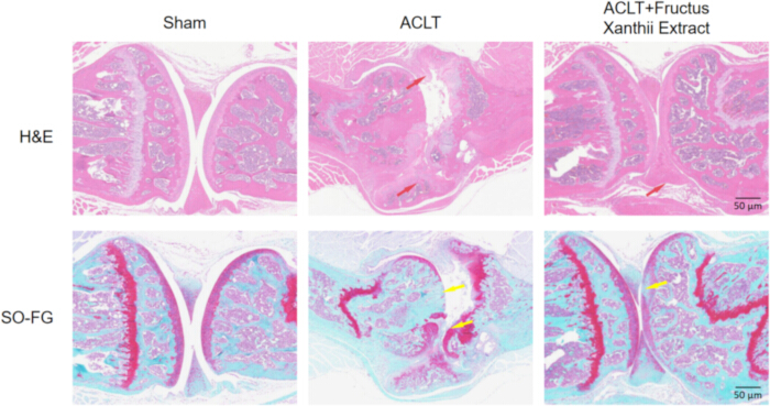 figure-results-4 Histological analysis of knee joints, H&E and SO-FG staining, ACLT vs. Sham, treatment effect study.